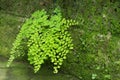 Maidenhair ferns , Adiantum Raddianum in natural daylight on dark Background