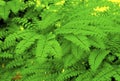 Maidenhair Ferns 6325