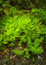 Maidenhair Ferns, Great Smoky Mtns NP Royalty Free Stock Photo