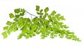 Maidenhair leaves Royalty Free Stock Photo