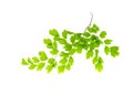 Maidenhair leaves isolated Royalty Free Stock Photo