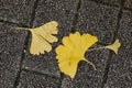 Maidenhair leaves in Kyoto, Japan Royalty Free Stock Photo