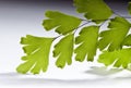 Maidenhair macro Royalty Free Stock Photo