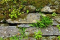 Maidenhair spleenwort Royalty Free Stock Photo