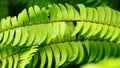 Maidenhair spleenwort Royalty Free Stock Photo