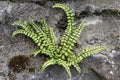 Maidenhair Spleenwort - Asplenium trichomanes Royalty Free Stock Photo