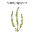 Maidenhair spleenwort Asplenium trichomanes , medicinal plant Royalty Free Stock Photo