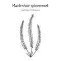 Maidenhair spleenwort Asplenium trichomanes , medicinal plant