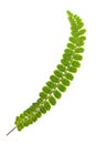 Maidenhair spleenwort