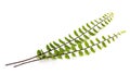 Maidenhair spleenwort Royalty Free Stock Photo