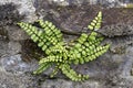 Maidenhair Spleenwort