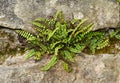 Maidenhair spleenwort Royalty Free Stock Photo