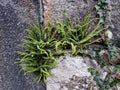Maidenhair spleenwort

Scientific name:Â Asplenium trichomanes Royalty Free Stock Photo