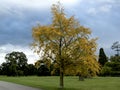 maidenhair tree