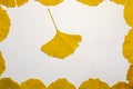 Yellow leaves of a gingko tree forming a frame on a white background with a single leaf in the middle . Royalty Free Stock Photo