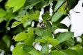 Maidenhair tree Ginkgo biloba