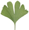 Maidenhair tree Ginkgo biloba, leaf without background