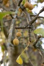 Maidenhair tree Ginkgo biloba ripe fruit on branch