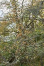 Maidenhair tree Ginkgo biloba ripe yellow fruit on a tree