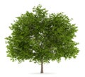 Maidenhair tree isolated on white