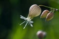 Maidenstears Silene vulgaris flower