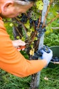 Wine farmer in the vineyard harvesting and cleaning Cabernet Sauvignon grapes