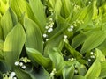 Maigloeckchen, Convallaria majalis Royalty Free Stock Photo