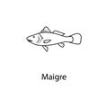 maigre icon. Element of marine life for mobile concept and web apps. Thin line maigre icon can be used for web and mobile. Premium Royalty Free Stock Photo