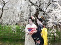 Maiko girls and cherry blossom, Kyoto Japan. Royalty Free Stock Photo