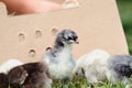 Mail Ordered Blue Cochin Chick with Others Royalty Free Stock Photo