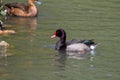 A male Red Billed duck on the water