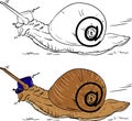 Mail snail Royalty Free Stock Photo