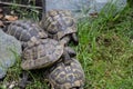 Mail turtles with shell in the gras Royalty Free Stock Photo