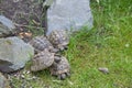 Mail turtles with shell in the gras Royalty Free Stock Photo