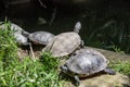 Mail turtles with shell Royalty Free Stock Photo