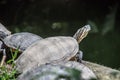 Mail turtles with shell Royalty Free Stock Photo