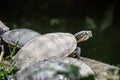 Mail turtles with shell Royalty Free Stock Photo