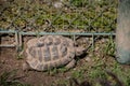 Mail turtles with shell Royalty Free Stock Photo