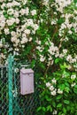 Mailbox under jasmine