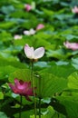 Maimed lotus Royalty Free Stock Photo