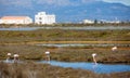 Main attraction of Spanish Natural Reserve Delta del Ebro - group of flamingos in lagoon of river in day