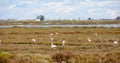 Main attraction of Spanish Natural Reserve Delta del Ebro - group of flamingos in lagoon of river in day