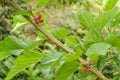 Unripe Mulberry On Branch Royalty Free Stock Photo