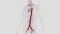 Main branches from the aorta include the brachiocephalic artery, left carotid artery, and the left subclavian artery