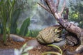 Malay toad. Royalty Free Stock Photo