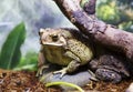 Malay toad. Royalty Free Stock Photo