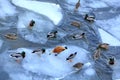 Ducks and drakes are waiting for people to drop food and see if there is any food next to them