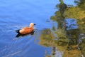 Beautiful duck swims on the multicolor beautiful water of the autumn river