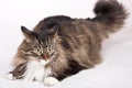 Main coon cat