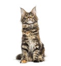 Main coon cat sitting against white background Royalty Free Stock Photo